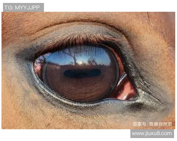 动物界的足球明星们如何在自然赛场上展现惊人技艺与团队精神